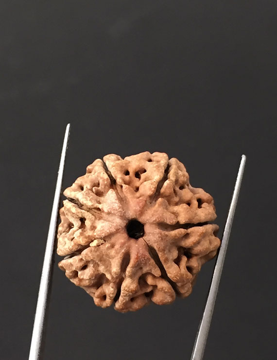 7 Mukhi Certified Nepali Rudraksha Size- 22 mm